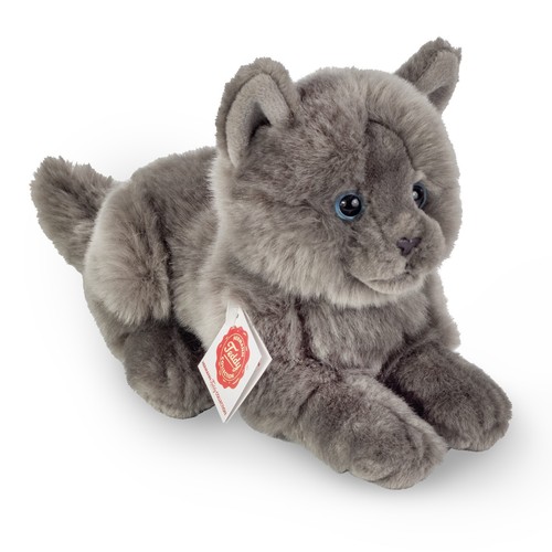 Teddy hermann kartäuserkatze - teddy,